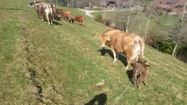 Vai govis var ēst biešu galotnes?