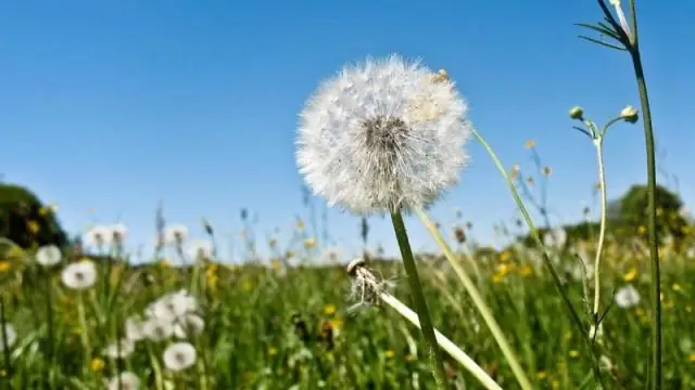 ما هو الفرق بين النسر الأسود ونسر الديك الرومي؟