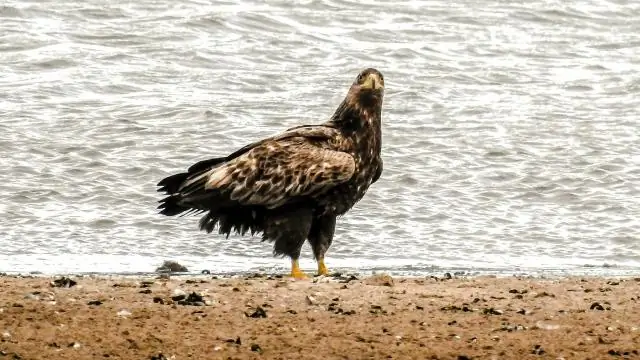 Lark yoki bedana guruhi nima deb ataladi?