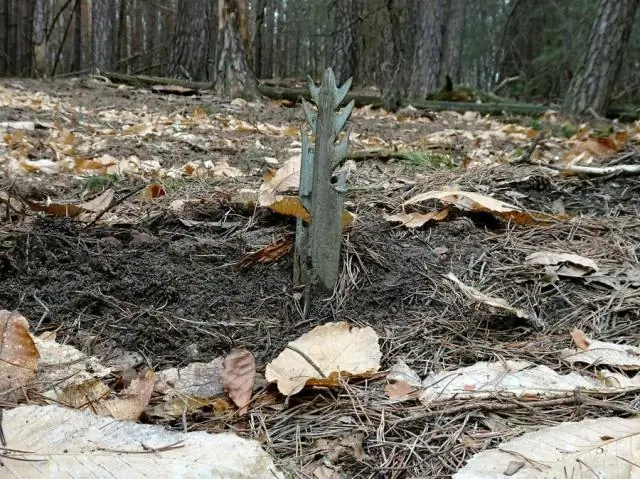 Kako se znebiti vonja gnoja v tleh?