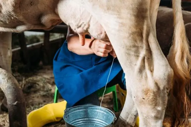 Kuo karvės naudingos žmogui?