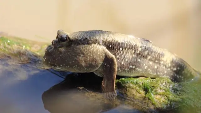 ¿Qué es un margen de rango salarial típico?