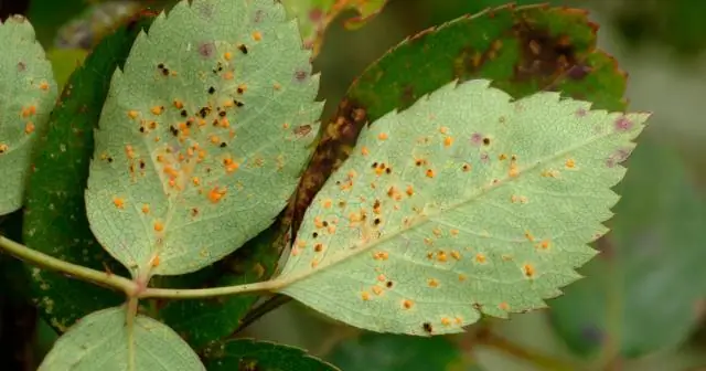 Quel est l'autre nom de la biotine ?