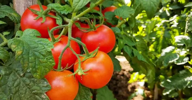 ¿Qué altura crecen los tomates determinados?