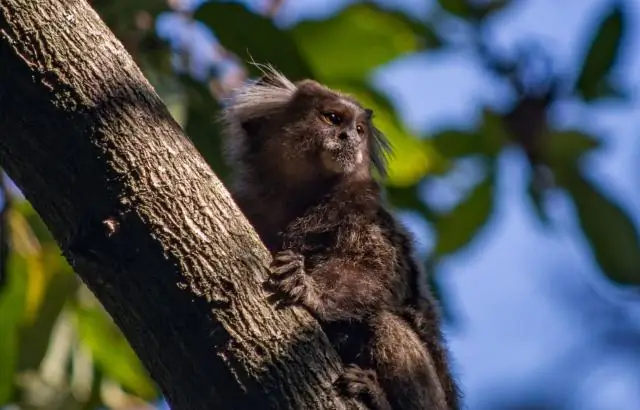 O que o macaco representa em um longo caminho que se foi?