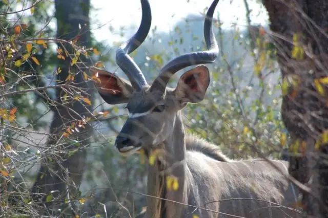 लुई और मैरी लीकी ने क्या किया?