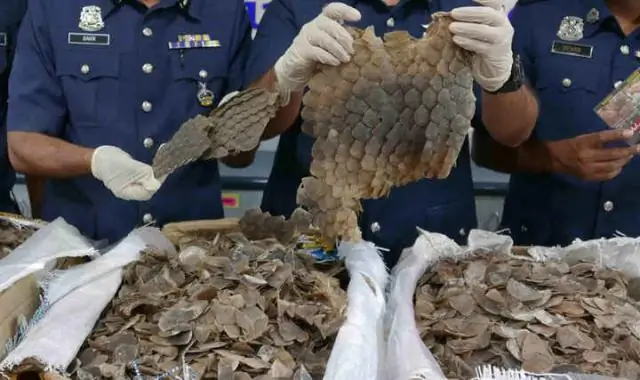 Per què la gent vol pangolins?