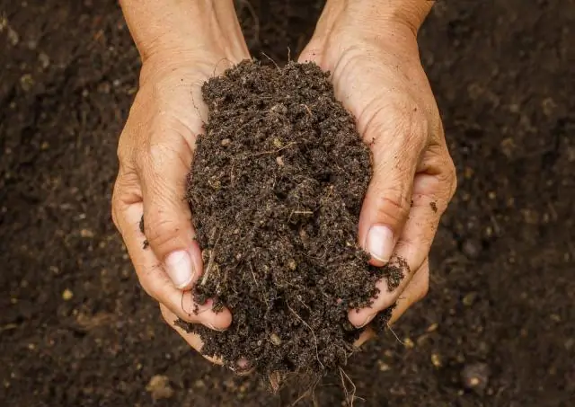 Hvad kan jeg plante for at forbedre min jord?