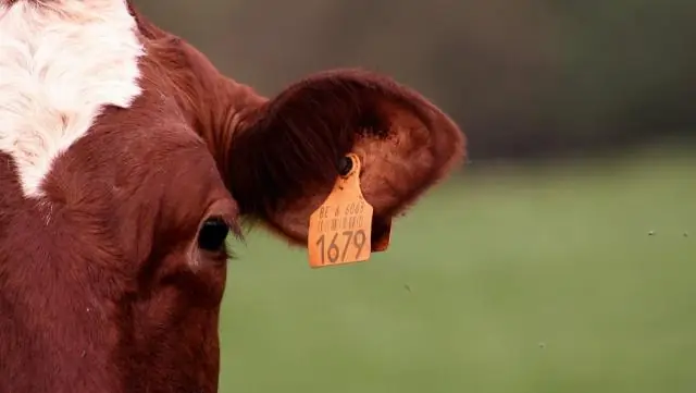 Wie managen Sie eine globale Lieferkette?