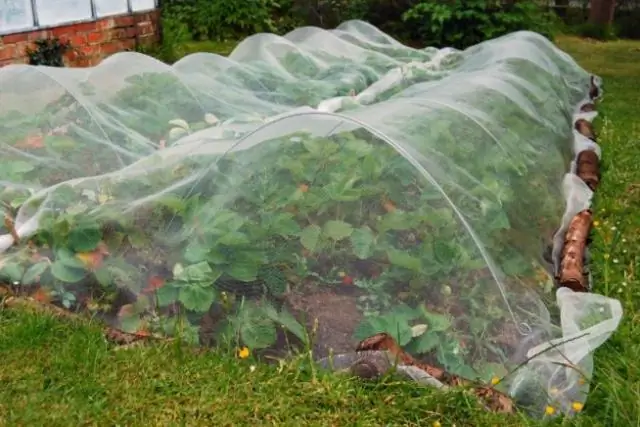 Pouvez-vous couper l'herbe Johnson pour le foin après un gel?