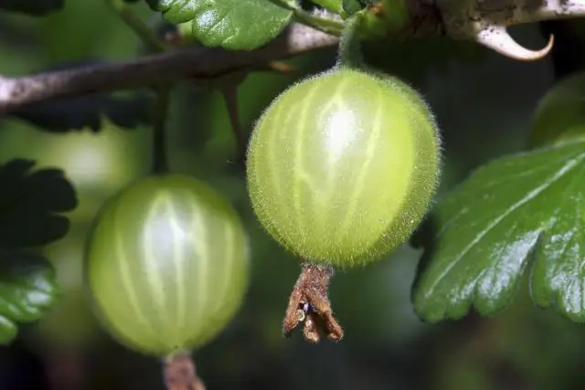 ¿Puedes cortar pipa de arcilla?