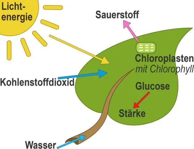 Come si adatta una foglia dicotiledone allo scambio di gas?