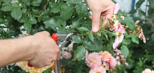 Wie behandelt man Kronengalle bei Rosen?