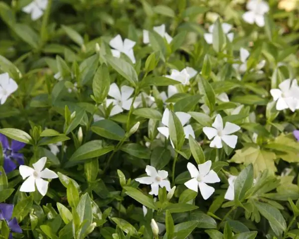 Er vinca minor det samme som periwinkle?