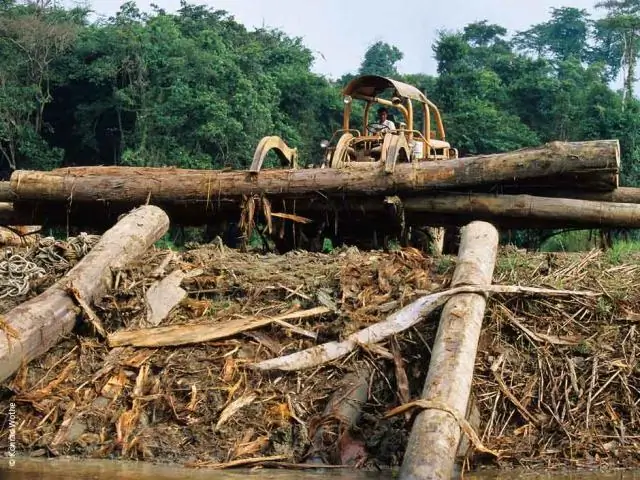 Perché la deforestazione della foresta pluviale è dannosa?