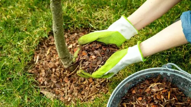 Bahçecilik için en iyi gübre nedir?