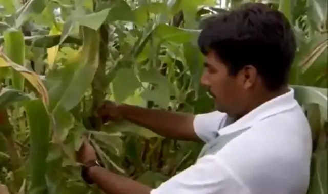 Quel est le programme agricole pour le maïs Combien d'argent ont été coupés et Ian a payé pour leur 1 acre de maïs ?