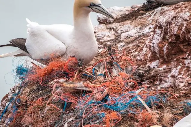 Wie viele Tiere sterben an Ölpest?