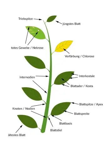 Cum măsori masa unei plante?