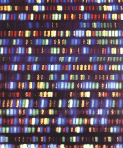 Ano ang function ng isang DdNTP sa DNA sequencing?