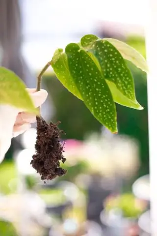 O que são plantas CAM e quais são suas vantagens?