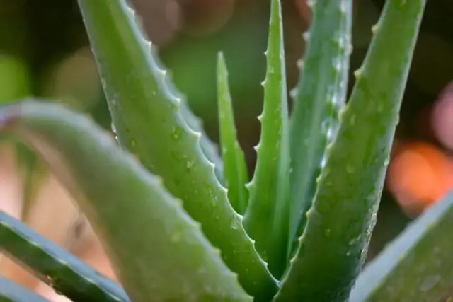 Quais são as duas camadas da planta que contêm cloroplastos?