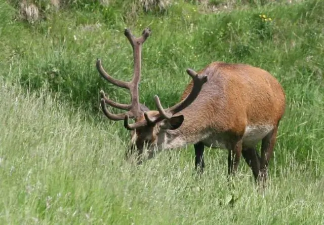 Vilka värden är förknippade med vilda djur och biologisk mångfald?