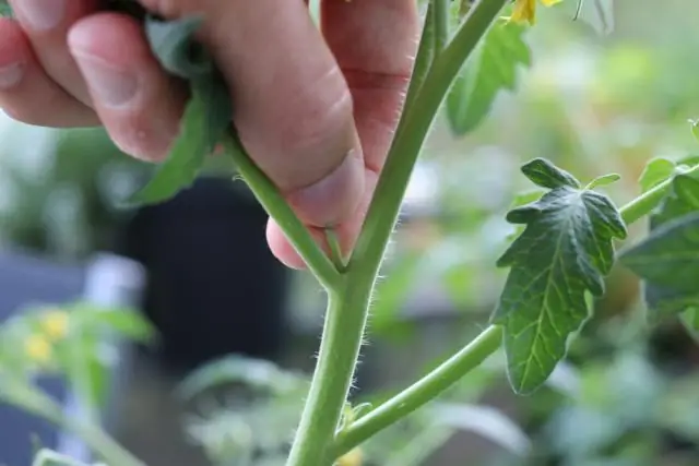 Unde sunt prezente stomatele pe o plantă de tomate?