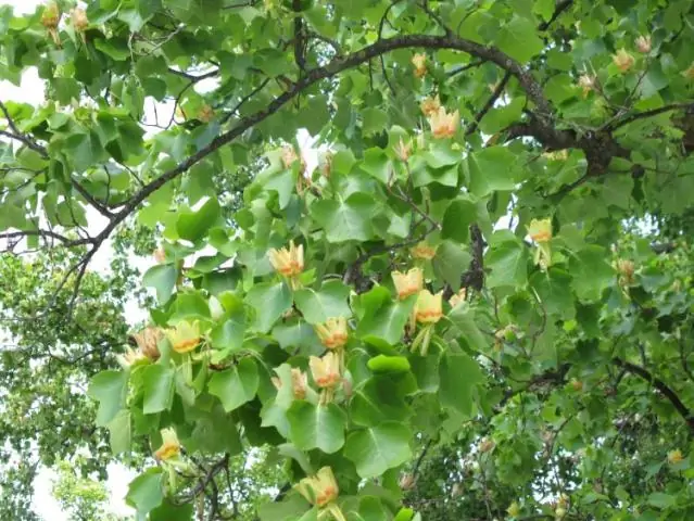 Perché un albero dei tulipani si chiama albero dei tulipani?