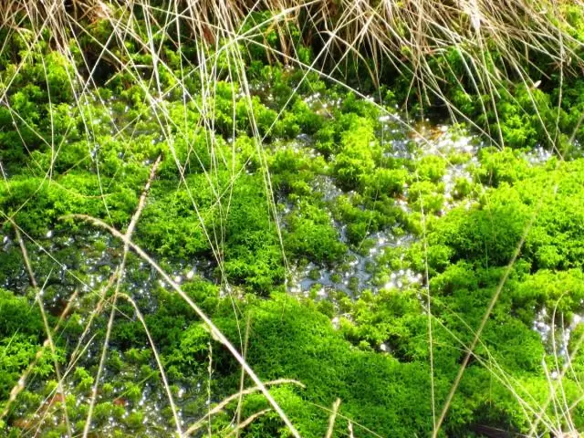 Apa perbedaan antara lumut sphagnum dan lumut gambut?