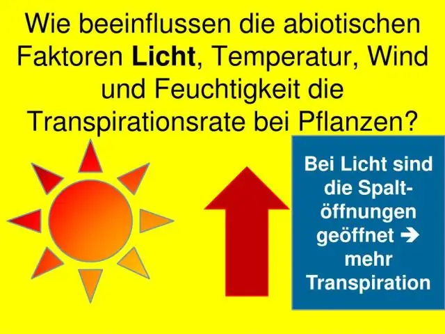 Wie beeinflusst die Anzahl der Blätter die Transpiration?