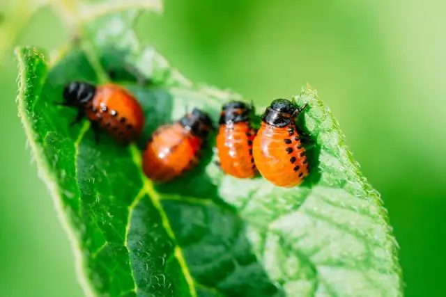 আপনি কিভাবে একটি খাদ কাপলিং সারিবদ্ধ করবেন?