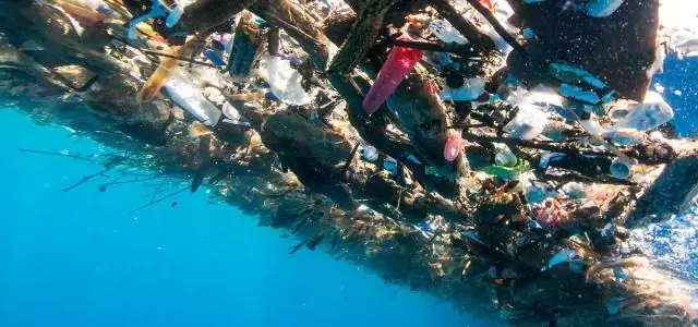 Что делают водно-болотные угодья для растений и животных?