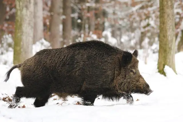 Kā darbojas akciju pirkuma līgums?