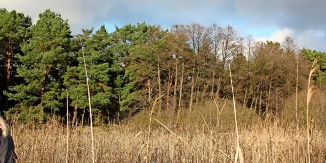 Gdzie rośnie mech torfowiec?