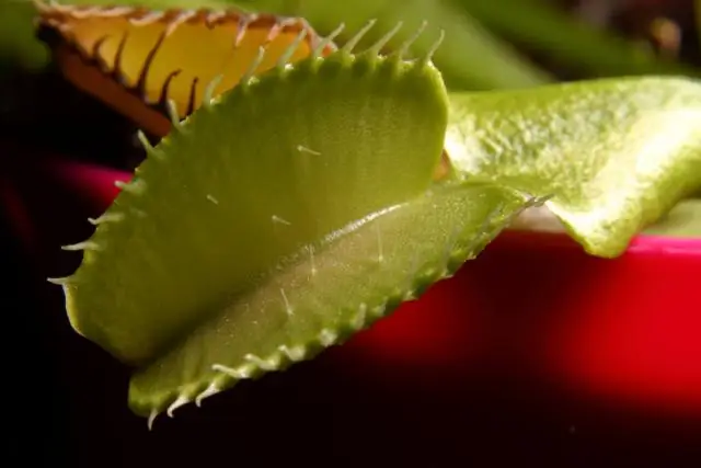 Què són els omnívors, els herbívors i els carnívors?