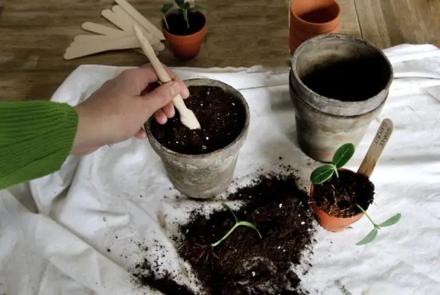 Quelle plante est utilisée pour la purification de l'eau?