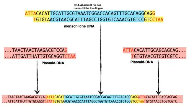 Wie fügt man ein Gen in ein Plasmid ein?