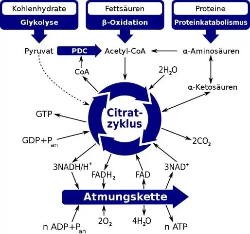 Quelle est la différence entre le cycle de Krebs et le cycle de l'acide citrique ?