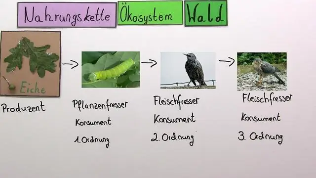 Qu'est-ce qu'une plante dans une chaîne alimentaire ?