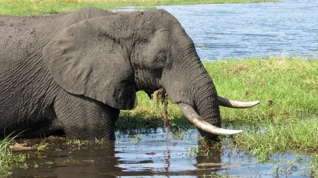 Onde posso encontrar musgo esfagno vivo?