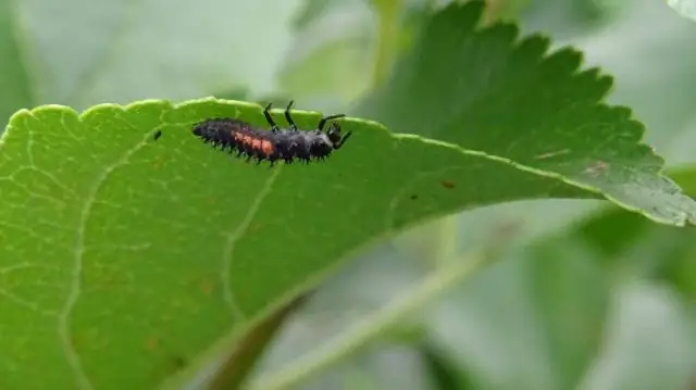 Comment trouver une fuite d'égout dans mon jardin ?