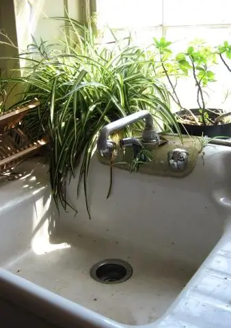 Wat is sink in plant?