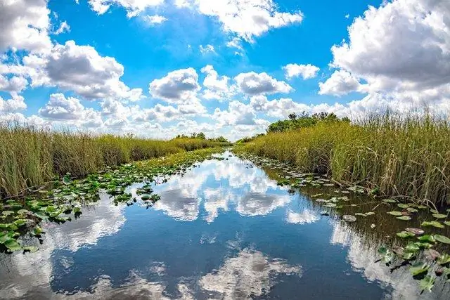 Was sind die Produzenten in den Everglades?