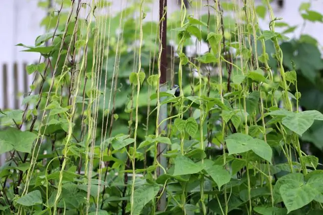 Comment les haricots poussent-ils avec succès ?