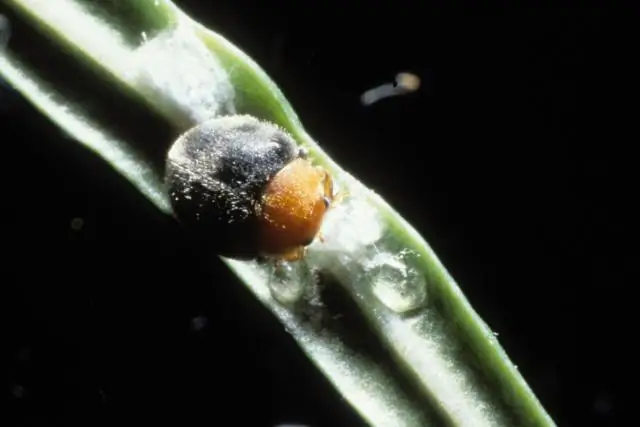 Töten nützliche Nematoden Marienkäfer?