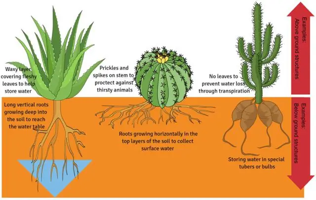 Waarom helpt het planten van een bodembedekker bij het conserveren van bodemquizlet?