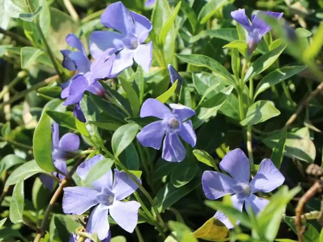 Ar vinca ir periwinkle yra tas pats?