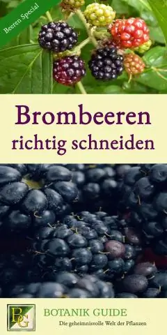 Wie verpflanzt man Brombeeren?