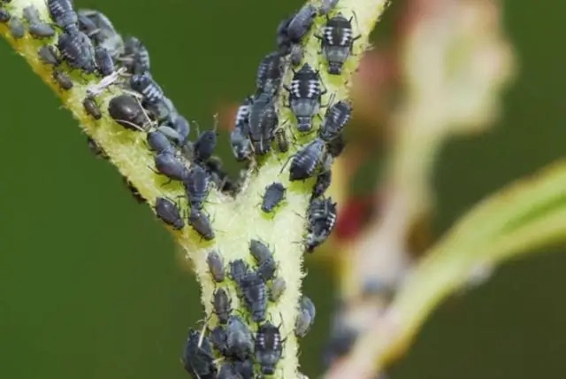 Saang halaman nagaganap ang photosynthesis sa tangkay kaysa sa mga dahon?